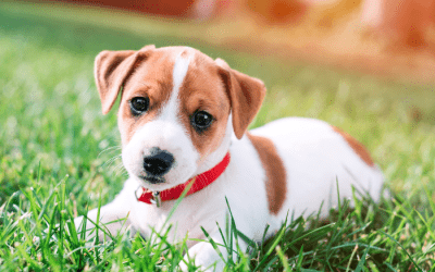 Tips for Socialising Your Puppy