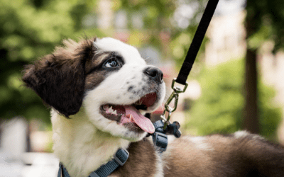 My Top 5 Harnesses For Your Dog