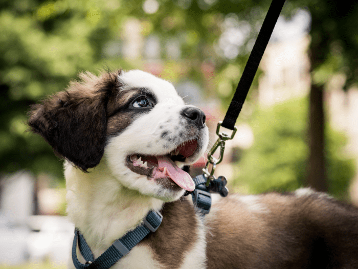 My Top 5 Harnesses For Your Dog
