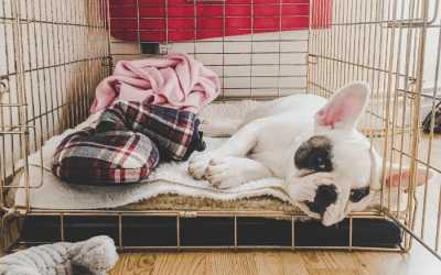 Back to Basics; A Guide to Effective Crate Training