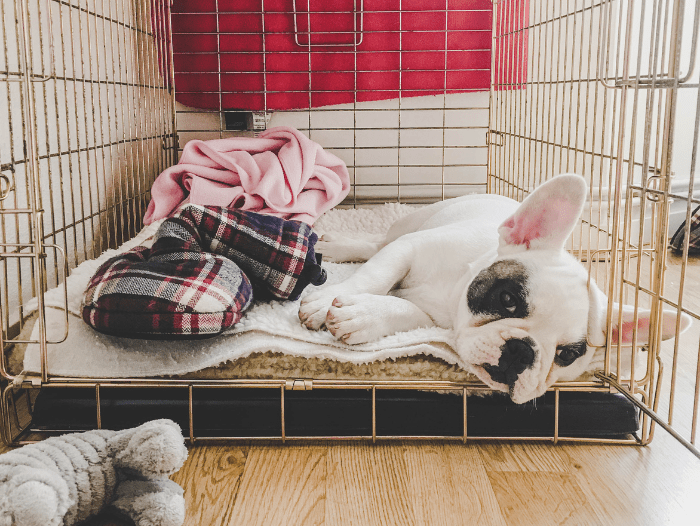 Back to Basics; A Guide to Effective Crate Training