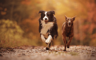 3 Reasons Your Dog Is Not Coming When Called 