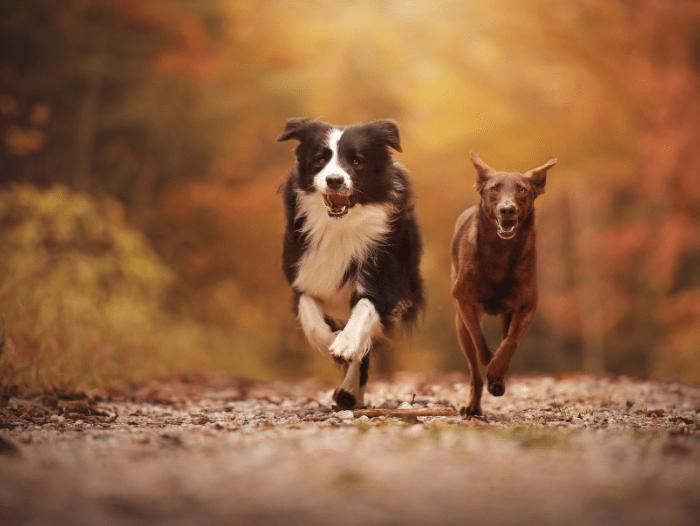 3 Reasons Your Dog Is Not Coming When Called 