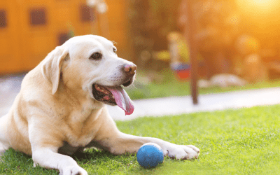 The Well Behaved Dog
