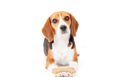 3 Must Have Skills For Your Dog  