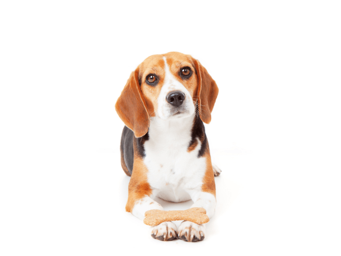 3 Must Have Skills For Your Dog  
