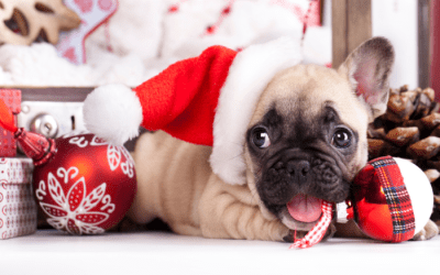Let’s Get Your Puppy Ready For Christmas