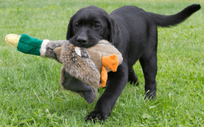 Help! What should I focus on when training my teenage dog?