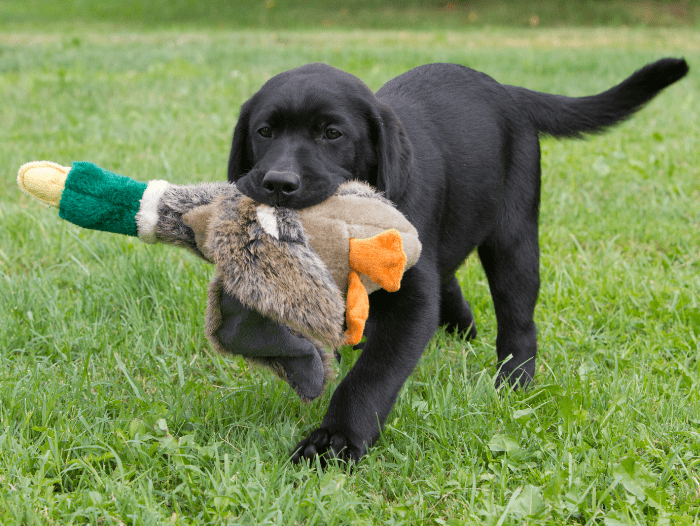 Help! What should I focus on when training my teenage dog?