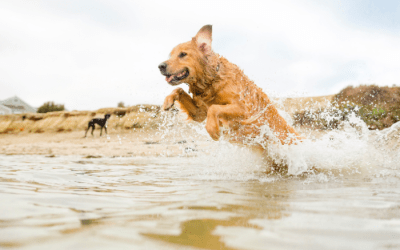 Keep Your Dog Cool This Summer And Prevent Heat Stroke
