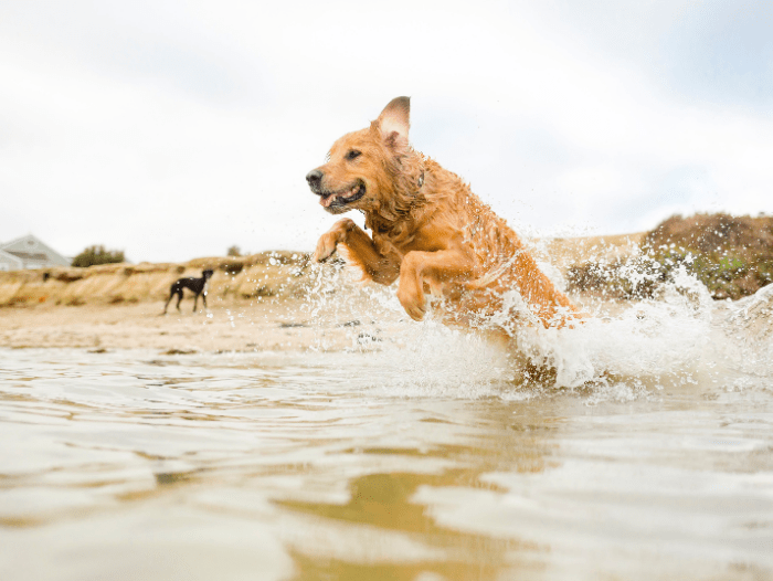 Keep Your Dog Cool This Summer And Prevent Heat Stroke